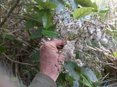 Brachyglottis repanda