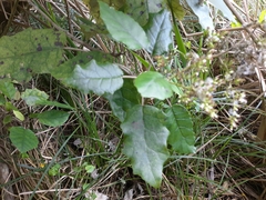 Brachyglottis repanda