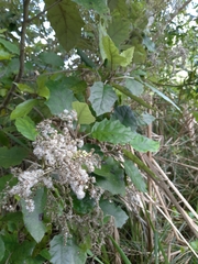 Brachyglottis repanda