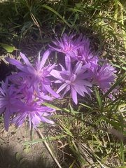 Colchicum autumnale