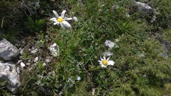 Leucanthemum tridactylites
