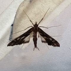Lineodes integra