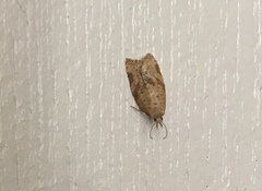 Argyrotaenia franciscana