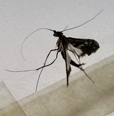 Lineodes integra