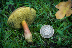 Xerocomellus diffractus