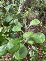 Osteospermum moniliferum