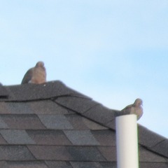 Zenaida macroura carolinensis