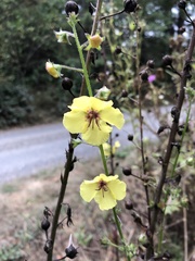 Verbascum blattaria