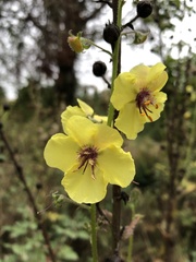Verbascum blattaria