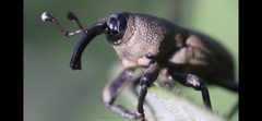 Sphenophorus parvulus
