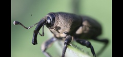Sphenophorus parvulus
