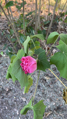 Hibiscus mutabilis
