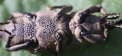 Sphenophorus parvulus