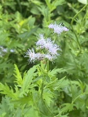 Conoclinium dissectum