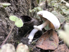 Lepiota rubrotinctoides
