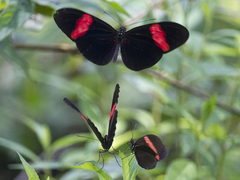 Heliconius erato