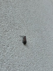 Lycorma delicatula
