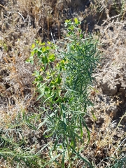 Euphorbia esula