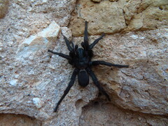 Amblyocarenum walckenaeri