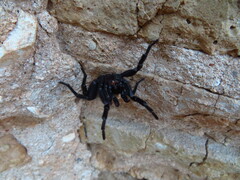 Amblyocarenum walckenaeri