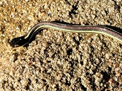 Thamnophis proximus rubrilineatus