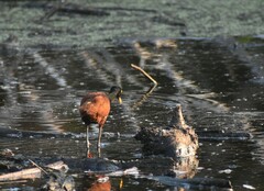 Jacana spinosa