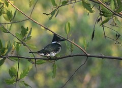 Chloroceryle amazona