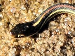 Thamnophis proximus rubrilineatus