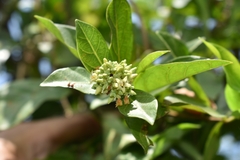 Forsteronia leptocarpa