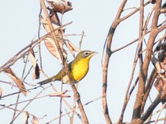 Icteria virens