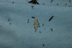 Blepharomastix ranalis