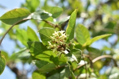 Forsteronia leptocarpa