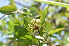 Forsteronia leptocarpa