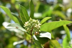 Forsteronia leptocarpa