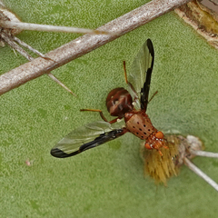 Diacrita costalis