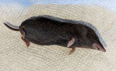 Blarina carolinensis