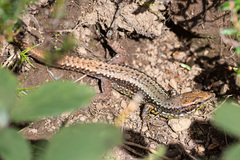 Iberolacerta monticola