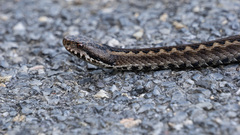 Vipera seoanei