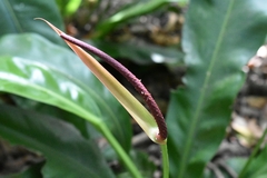 Anthurium harrisii