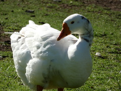 Anser anser domesticus × anser cygnoides domesticus