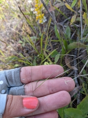 Hesperostipa spartea