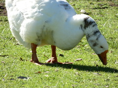 Anser anser domesticus × anser cygnoides domesticus