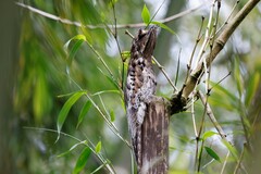 Nyctibius griseus