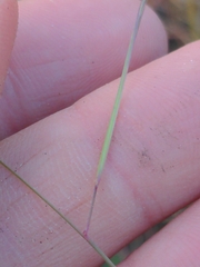 Hesperostipa spartea