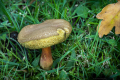 Xerocomellus diffractus