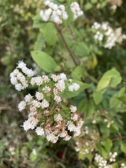 Ageratina