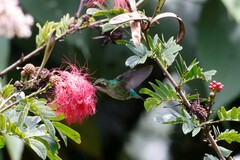 Chlorostilbon melanorhynchus