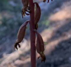 Macrosiphum corallorhizae