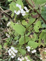Ageratina