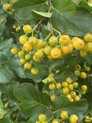 Ehretia anacua